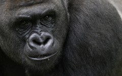 Desktop image. Animals. ID:62864