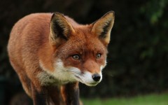 Desktop image. Animals. ID:62865