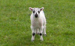 Desktop image. Animals. ID:62890