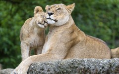 Desktop image. Animals. ID:62957