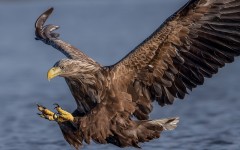Desktop image. Animals. ID:62961