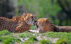 Desktop image. Animals. ID:62984