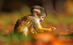 Desktop image. Animals. ID:62985