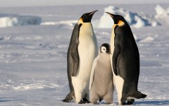 Desktop image. Animals. ID:63030