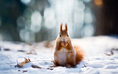Desktop image. Animals. ID:63049