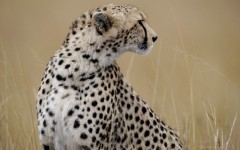Desktop image. Animals. ID:63075
