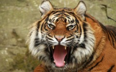 Desktop image. Animals. ID:63151