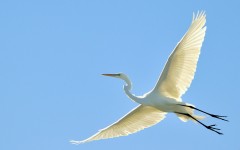 Desktop image. Animals. ID:63157