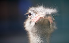 Desktop image. Animals. ID:63162