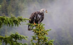 Desktop image. Animals. ID:63189