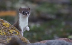 Desktop image. Animals. ID:63238