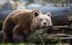 Desktop image. Animals. ID:63243
