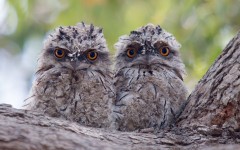Desktop image. Animals. ID:63271