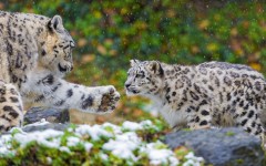 Desktop image. Animals. ID:63298