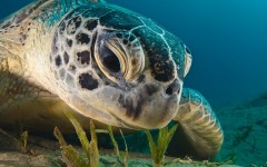 Desktop image. Animals. ID:63321