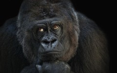 Desktop image. Animals. ID:63330