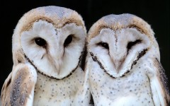 Desktop image. Animals. ID:63353