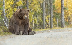 Desktop image. Animals. ID:63379