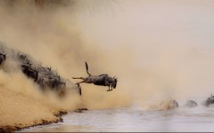 Desktop image. Animals. ID:63410