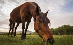 Desktop image. Animals. ID:63412