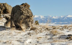 Desktop image. Animals. ID:63465