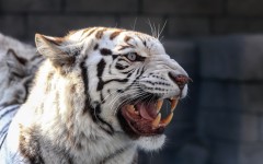 Desktop image. Animals. ID:63466