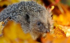 Desktop image. Animals. ID:63499