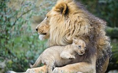 Desktop image. Animals. ID:63560