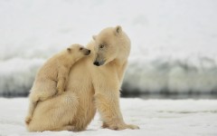 Desktop image. Animals. ID:63581