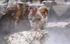 Desktop image. Animals. ID:63582