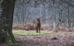 Desktop image. Animals. ID:63583