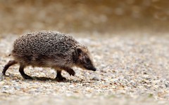 Desktop image. Animals. ID:63594