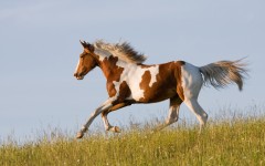 Desktop image. Animals. ID:63597