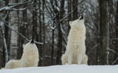 Desktop image. Animals. ID:63608