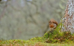 Desktop image. Animals. ID:63611