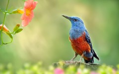 Desktop image. Animals. ID:64994