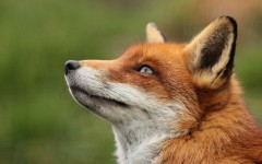 Desktop image. Animals. ID:64996