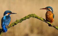 Desktop image. Animals. ID:64997