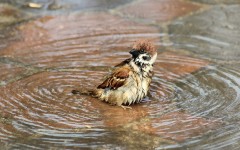 Desktop image. Animals. ID:64998
