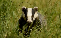 Desktop image. Animals. ID:64999