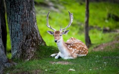 Desktop image. Animals. ID:65592