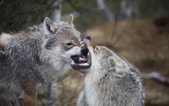 Desktop image. Animals. ID:65000