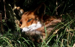 Desktop image. Animals. ID:65001