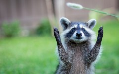 Desktop image. Animals. ID:65002