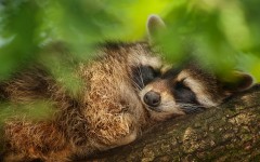 Desktop image. Animals. ID:65003