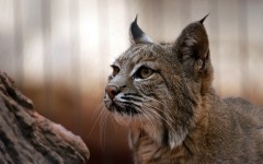 Desktop image. Animals. ID:65004