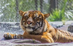 Desktop image. Animals. ID:65005