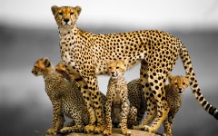 Desktop image. Animals. ID:65011