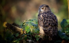 Desktop image. Animals. ID:65023