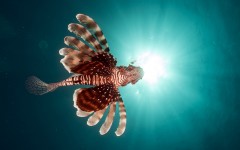 Desktop image. Animals. ID:65024